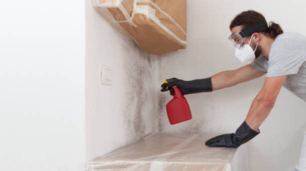 Basement Mold Remediation treatment on basement walls in Upton